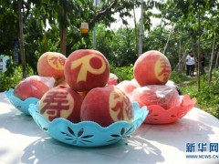 国宴用桃是如何“诞生”的——国庆70周年招待会用桃“揭秘”