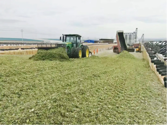 畜牧养殖|又到青贮饲料收贮黄金时节 科拓生物乳酸菌专用发酵剂来帮忙